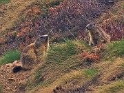 62 Coppia di marmotte in attenta osservazione